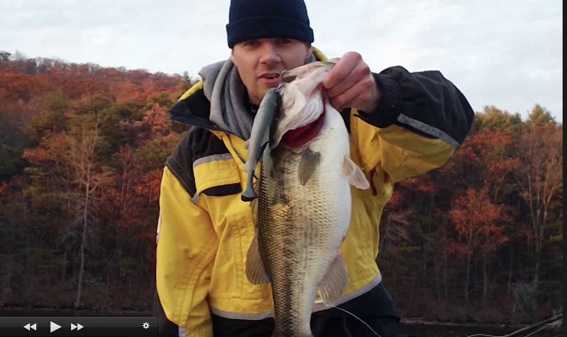 5 lb, 15 ounce largemouth bass